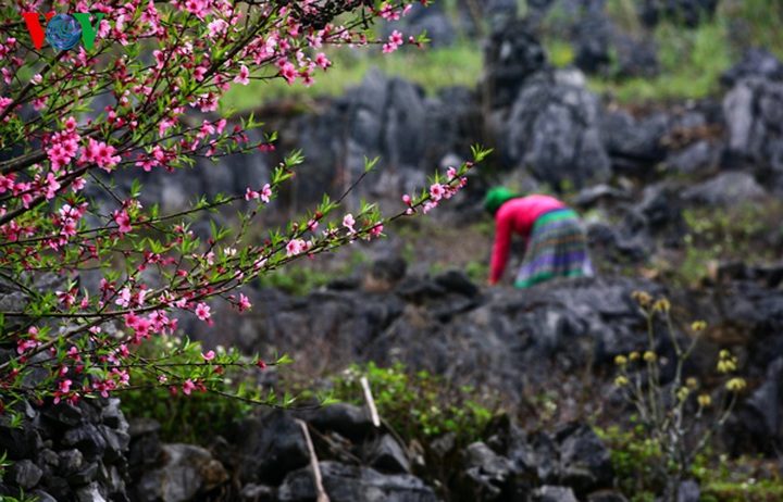 Spring flowers in Dong Van stone plateau - 1