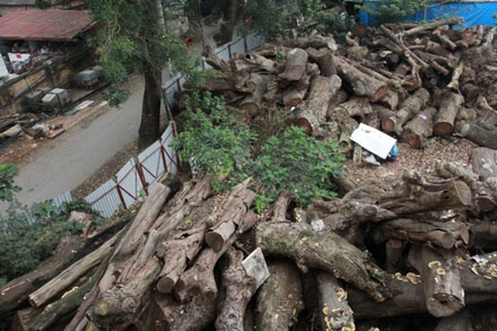 Hanoi suspends tree cutting project, reprimands officials - 3