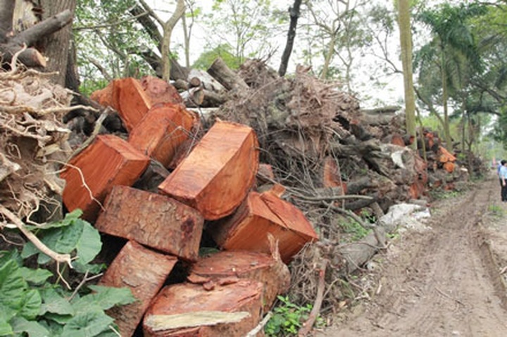 Hanoi suspends tree cutting project, reprimands officials - 2