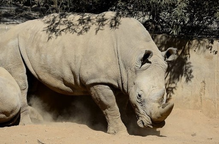 S.Africa's rhino poaching toll passes 600 for the year - 1