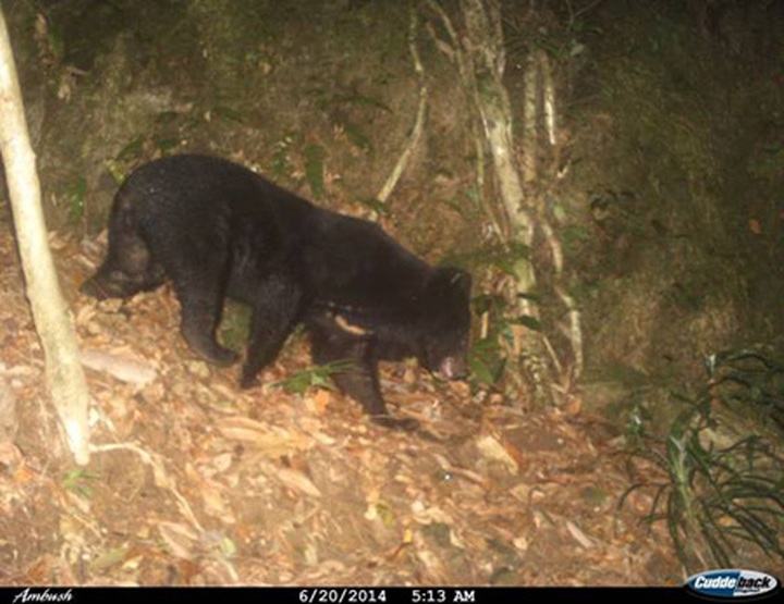 Endangered bear found in central Vietnam - 1