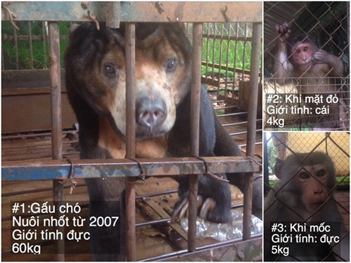 Bear and two monkeys rescued in Đắk Lắk - 1