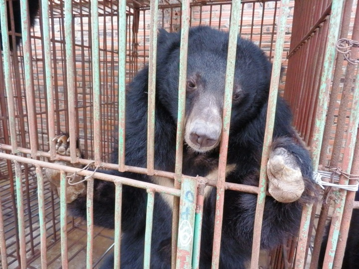 May deadline set for transfer of captive bears - 1