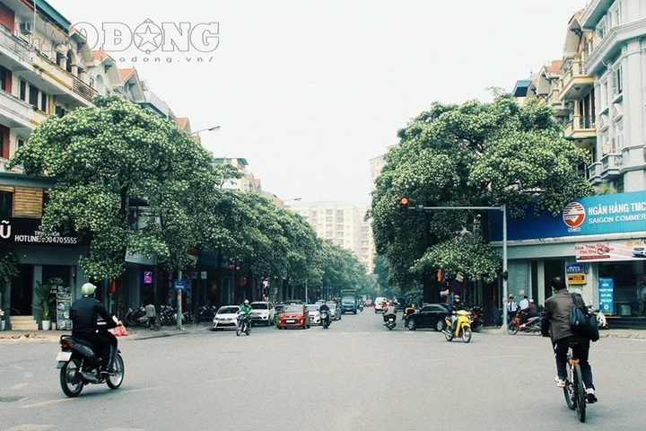 Milkwood Pine flower miasma gives Hanoians headaches - 1