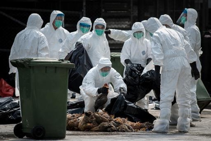 Hong Kong chicken slaughter begins after H7N9 found - 1