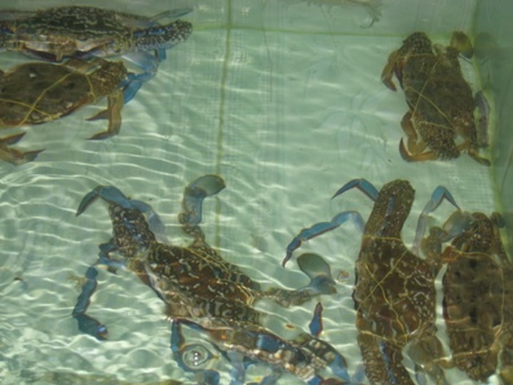 Crab bank to conserve the crustacean - 1