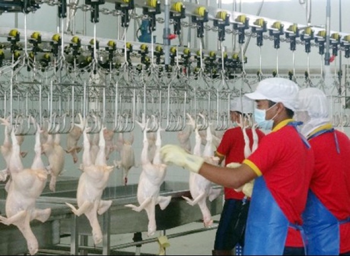 Poultry consumption growth to continue through 2022 - 1