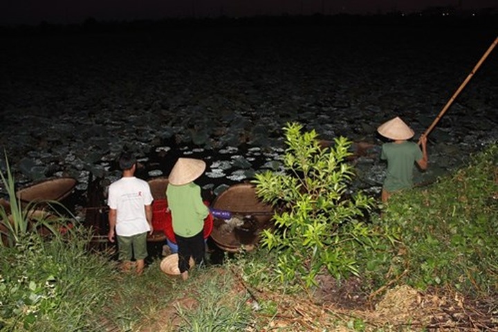 Hanoi’s lotus tea-making art - 1
