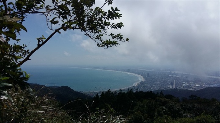 New plant species found in Sơn Trà Nature Reserve - 1