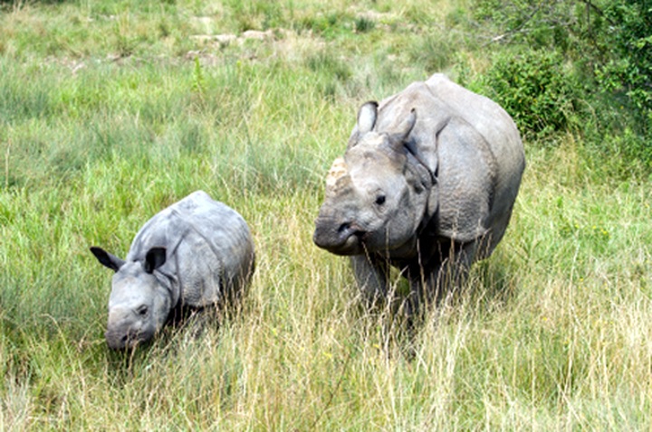 Rhino horn claim ‘unfounded' - 1