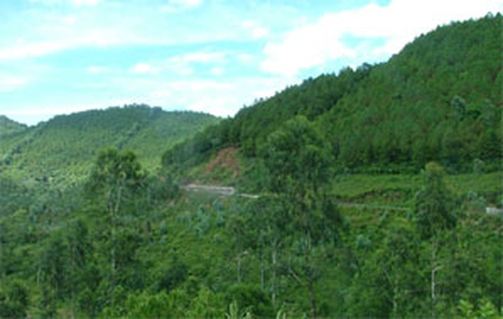 Vietnam’s forest coverage reaches 40% - 1