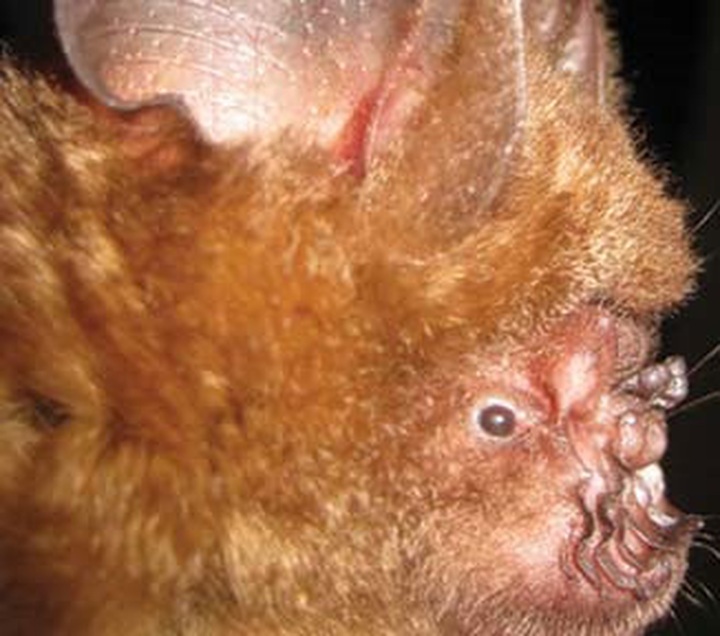 A new species of bat discovered in Vietnam - 1