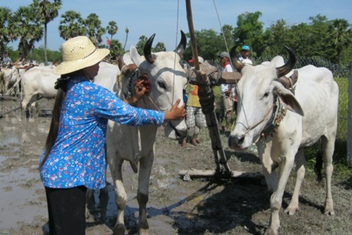 Khmer ox racing in the Mekong Delta - 1 Khmer ox racing in the Mekong Delta - 1