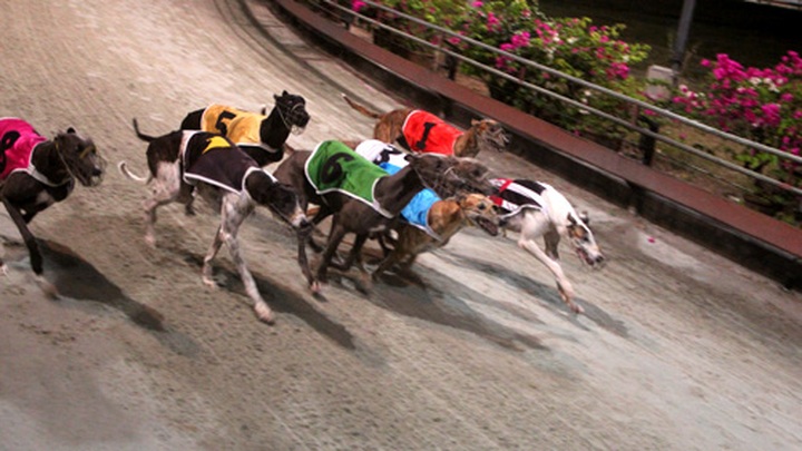 Impressive greyhound racing in Vung Tau - 11