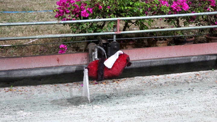 Impressive greyhound racing in Vung Tau - 6