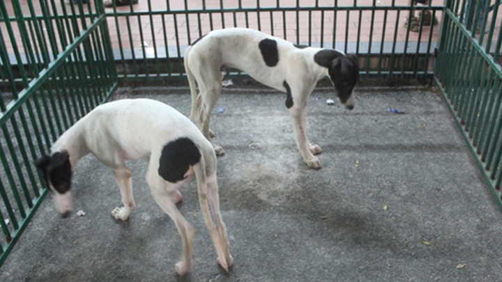 Impressive greyhound racing in Vung Tau - 17