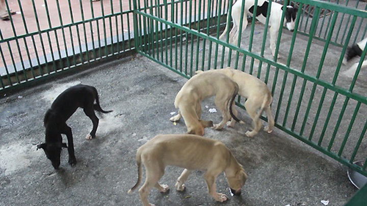 Impressive greyhound racing in Vung Tau - 16