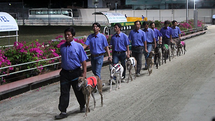 Impressive greyhound racing in Vung Tau - 2