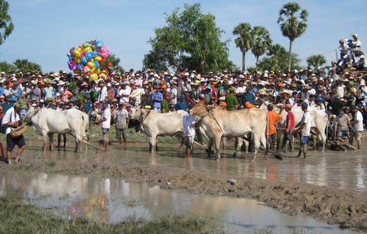Khmer ox racing in the Mekong Delta - 2 Khmer ox racing in the Mekong Delta - 2
