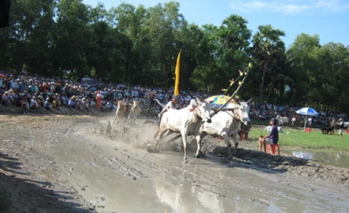 Khmer ox racing in the Mekong Delta - 3 Khmer ox racing in the Mekong Delta - 3
