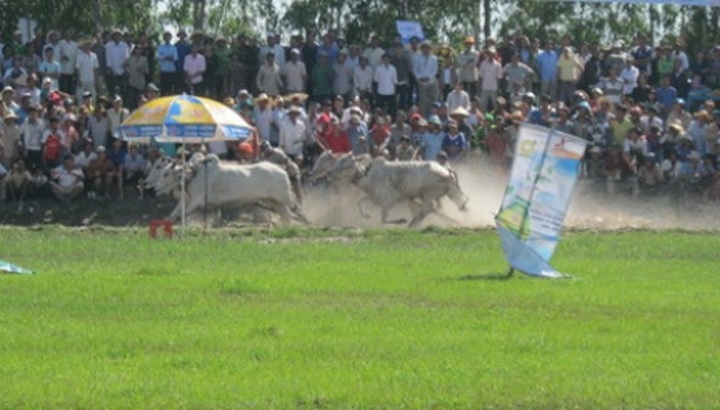 Khmer ox racing in the Mekong Delta - 4 Khmer ox racing in the Mekong Delta - 4