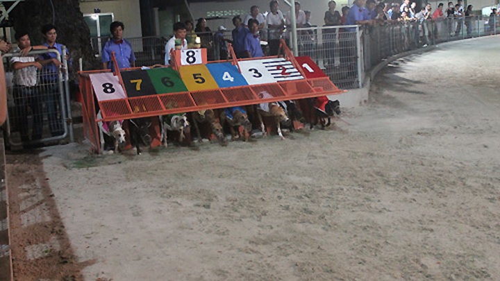 Impressive greyhound racing in Vung Tau - 7