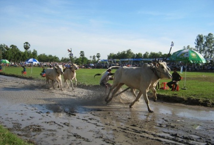 Khmer ox racing in the Mekong Delta - 5 Khmer ox racing in the Mekong Delta - 5