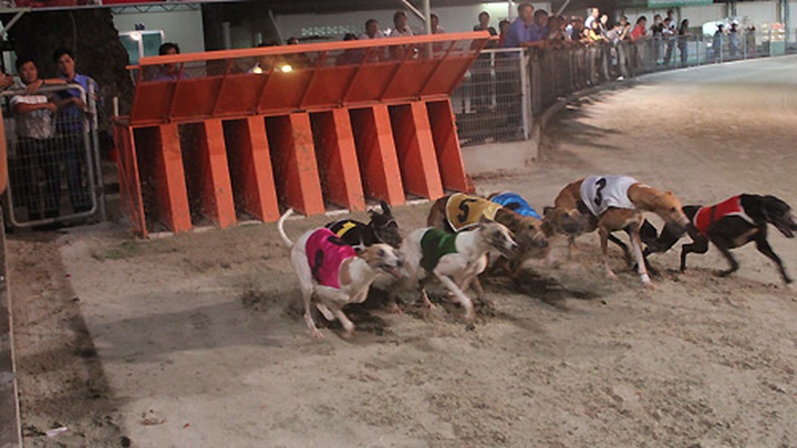 Impressive greyhound racing in Vung Tau - 9
