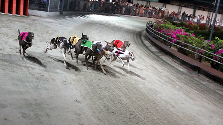 Impressive greyhound racing in Vung Tau - 10