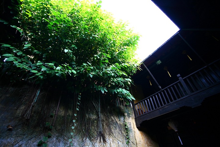 Green trees make Hoi An ever charming - 11