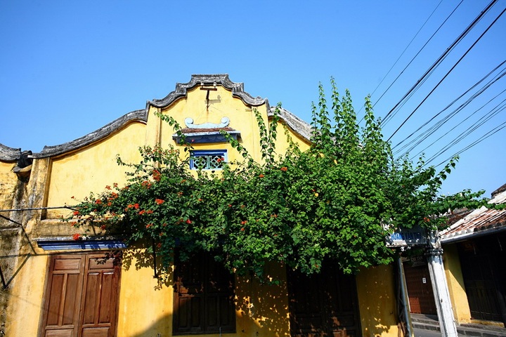 Green trees make Hoi An ever charming - 8