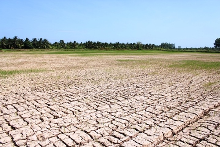 Mekong Delta to face more serious drought, salination - 1