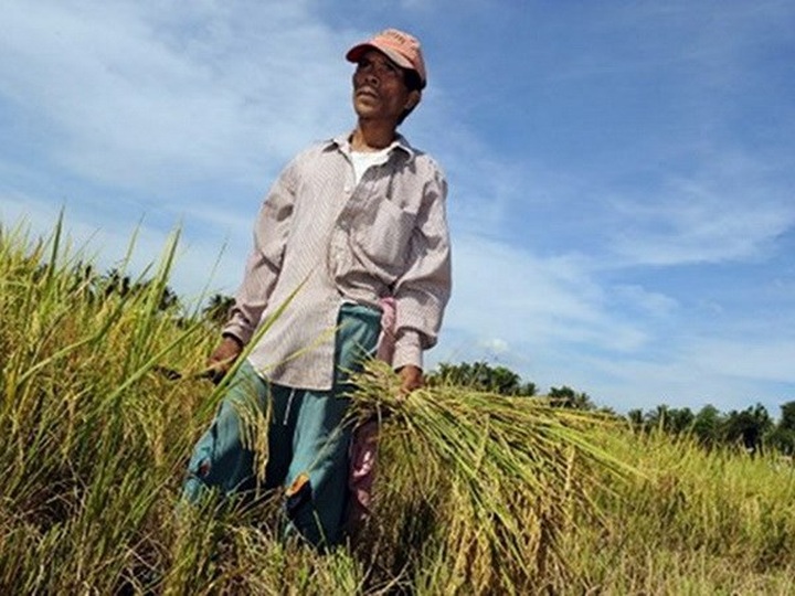Philippines may turn to Thailand for rice - 1