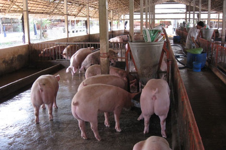 Military lands used for pig farms - 2