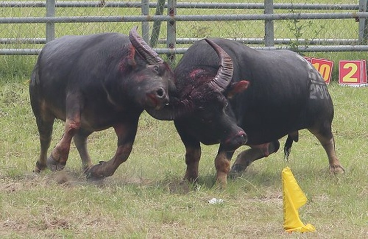 Buffalo fights continue to be held despite ban - 1