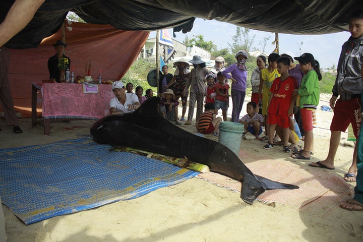 Two whales stranded on Quang Ngai beach - 1
