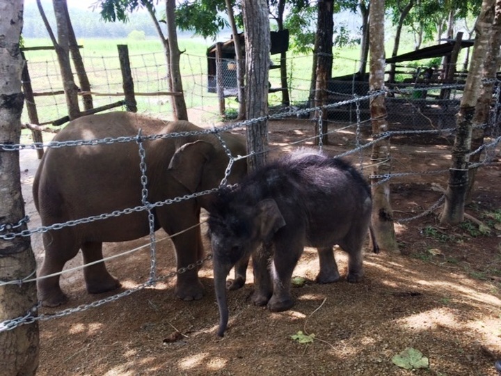 Electric fence protects elephants - 1 Electric fence protects elephants - 1