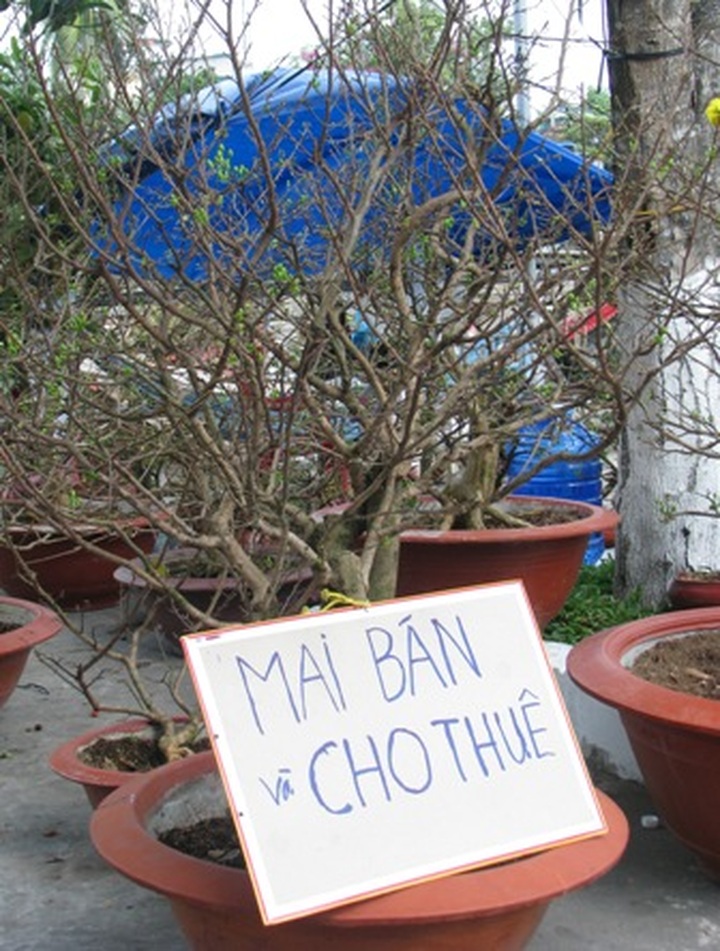 Demand for kumquat and apricot bonsais dampened this Tet - 2