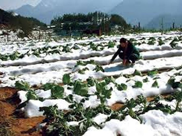 Freezing weather causes damage to northern localities - 1