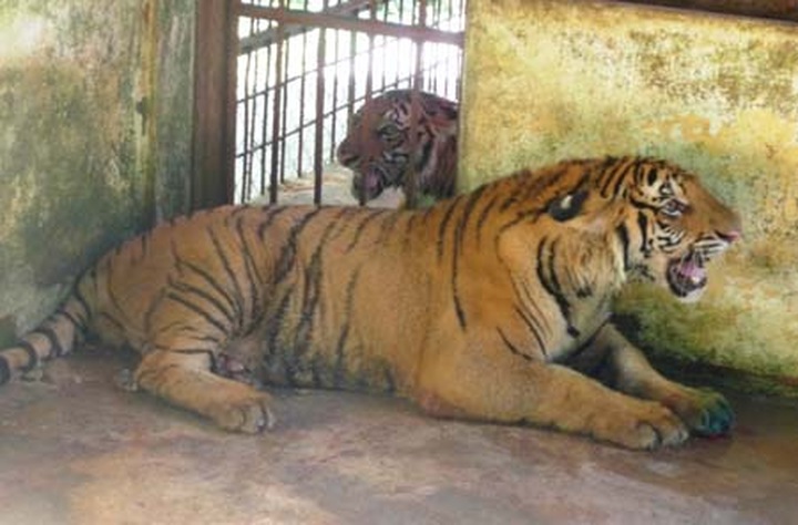 Endangered tigers thrown from truck - 1