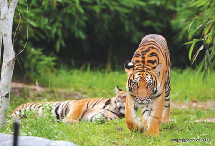Less than 50 wild tigers left in Vietnam - 1