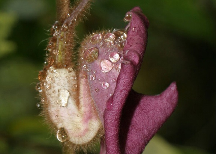 New flora species found in Quang Binh Province - 1 New flora species found in Quang Binh Province - 1