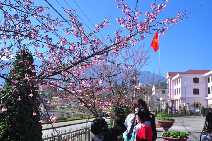 Stunning Japanese cherry blossoms in Sapa - 2 Stunning Japanese cherry blossoms in Sapa - 2