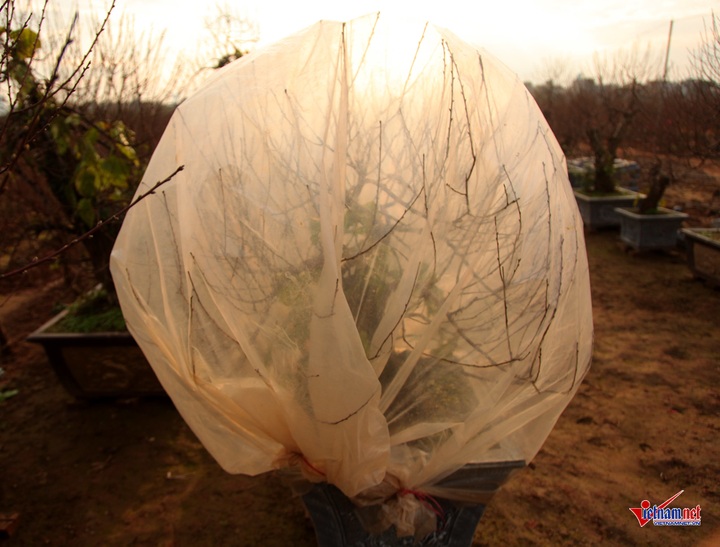 Peach flowers flood Hanoi's streets - 6 Peach flowers flood Hanoi's streets - 6