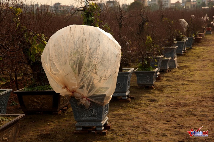 Peach flowers flood Hanoi's streets - 5 Peach flowers flood Hanoi's streets - 5