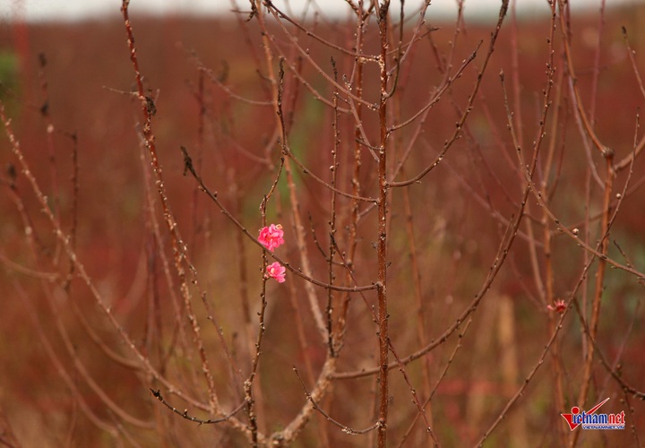 Peach flowers flood Hanoi's streets - 12 Peach flowers flood Hanoi's streets - 12