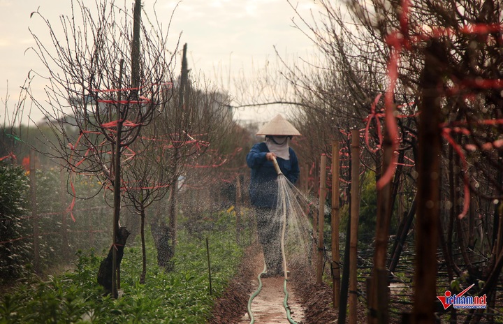 Peach flowers flood Hanoi's streets - 4 Peach flowers flood Hanoi's streets - 4