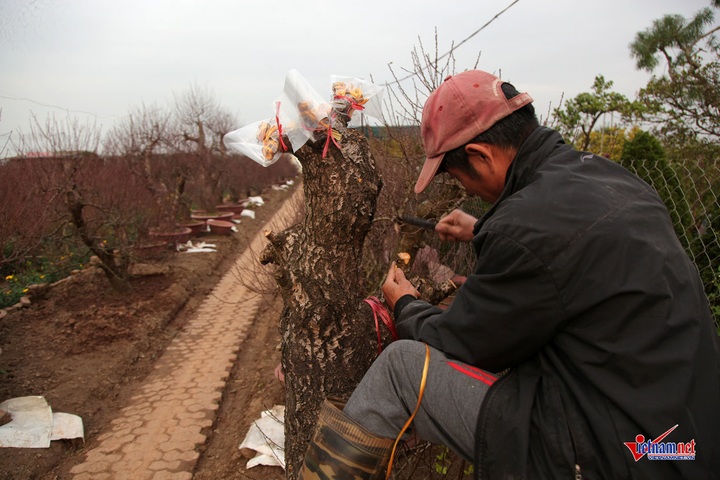 Peach flowers flood Hanoi's streets - 10 Peach flowers flood Hanoi's streets - 10