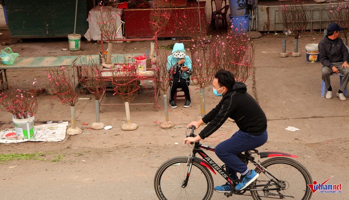 Peach flowers flood Hanoi's streets - 2 Peach flowers flood Hanoi's streets - 2