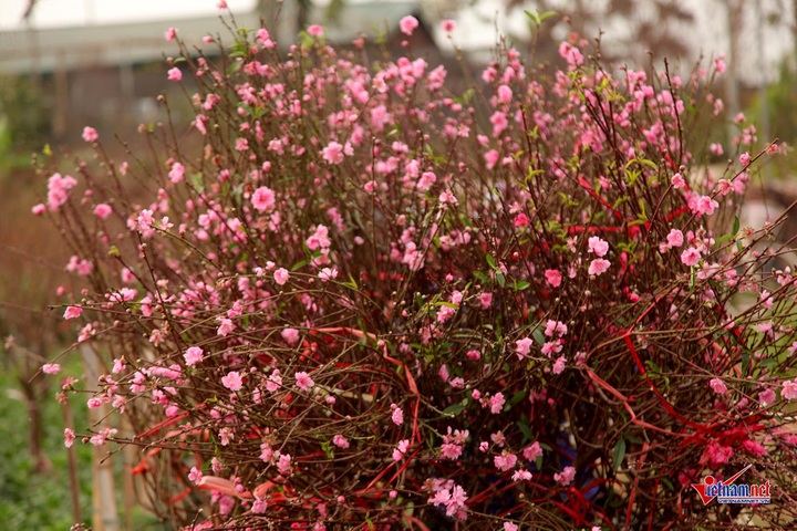 Peach flowers flood Hanoi's streets - 13 Peach flowers flood Hanoi's streets - 13